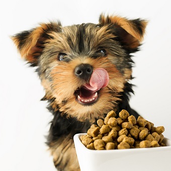Vendite pet food 2019