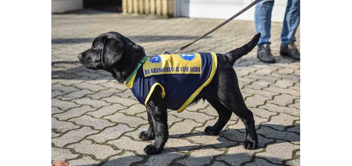 Servizio Cani Guida dei Lions_Da grande farò il cane guida