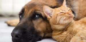 cane e gatto