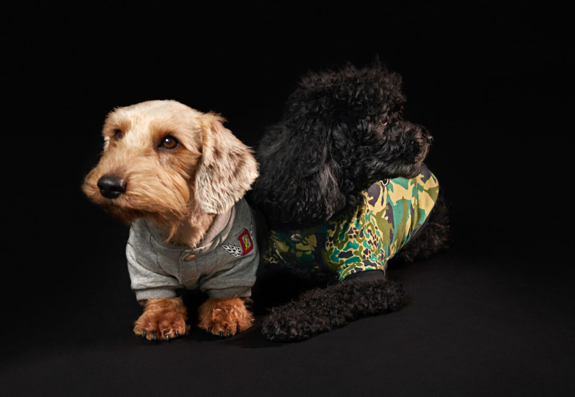 Diesel abbigliamento cani