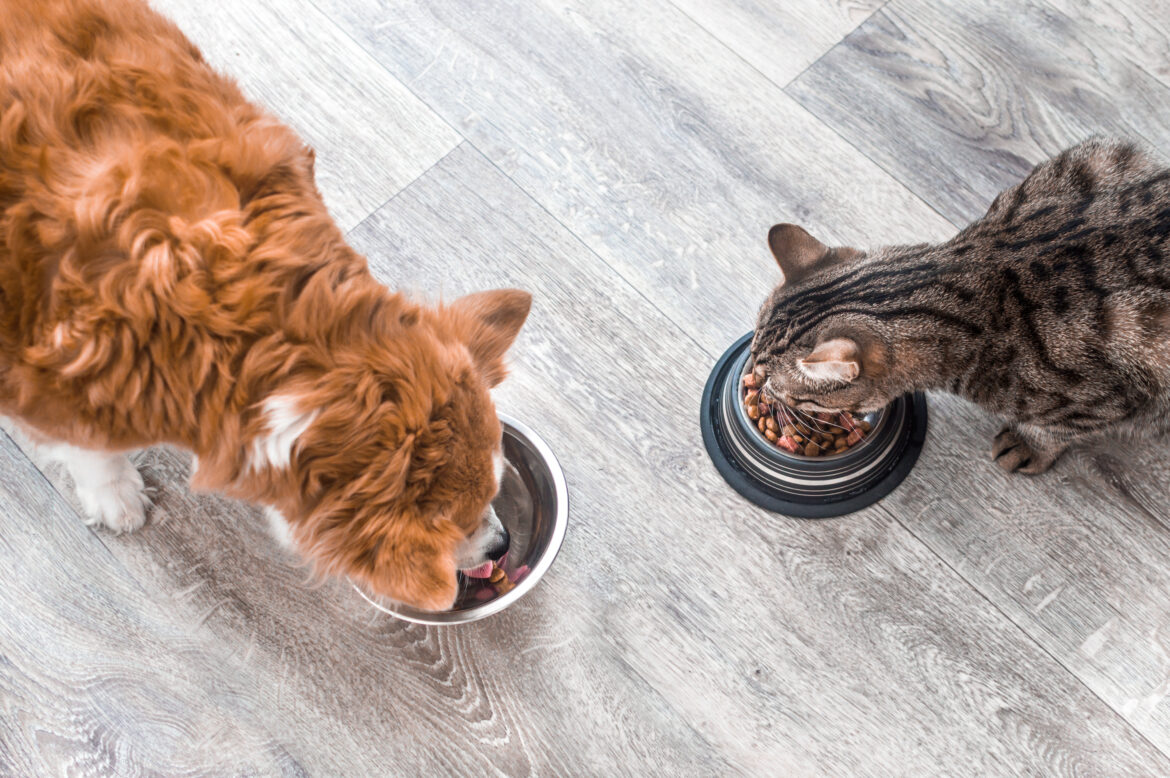 vendite pet food italia 2020