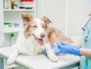 Difficoltà approvvigionamento farmaci veterinari