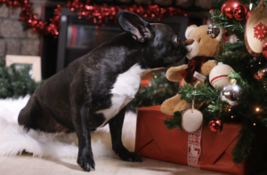 Pet B2B Speciale Natale 2021