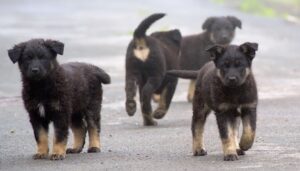 Traffico di cuccioli