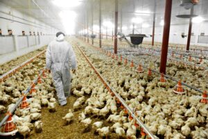 Influenza aviaria pet food