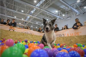 Quattrozampeinfiera torna in versione indoor