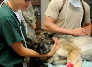 spese veterinarie