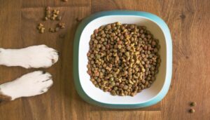 Crescono gli acquisti online e omnicanale di pet food 