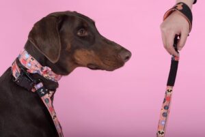 UNited Pets presenta i nuovi colori della linea Complete Me