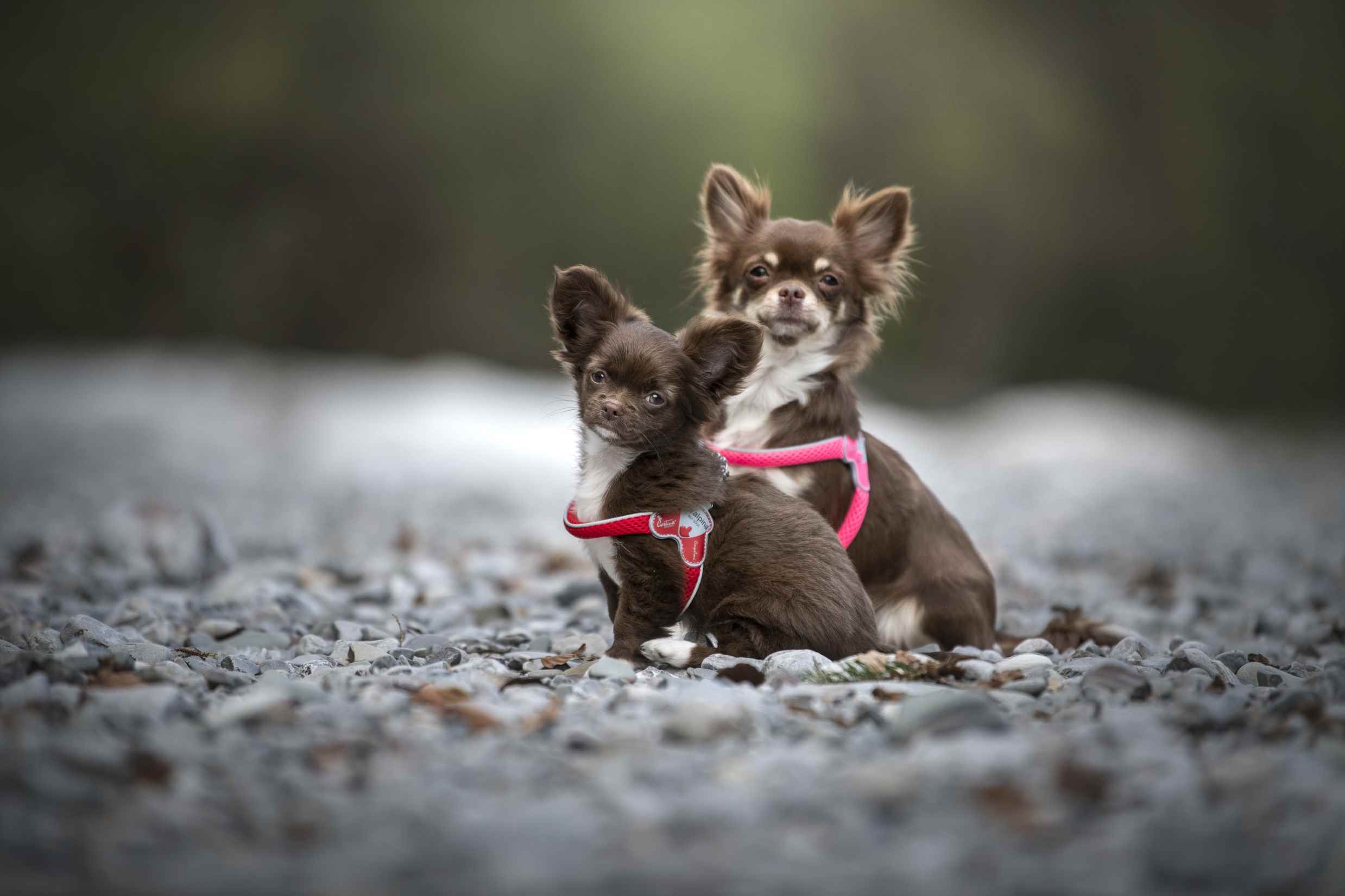 Pettorina Cinquetorri Per Cani Piccoli E Medi - Morbida, Traspirante, Turchese Taglia 1 - Foto 14