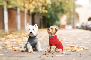 Pet B2B Settembre 2022 abbigliamento