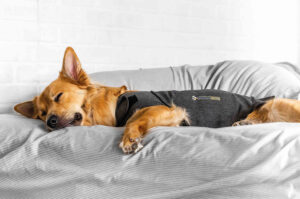 Il cappottino ThunderShirt di Ceva