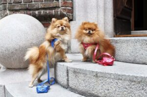 Linea Glam accessori per cani