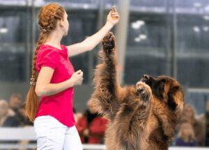 Dog Dance Petsfestival