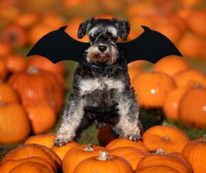 Pettorina Halloween Croci