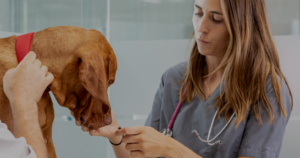 MSD Animal Health