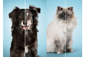 Da Anicura una campagna per aiutare i pet onwer a prendersi cura di cani e gatti anziani