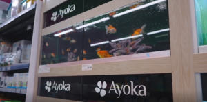 Ayoka