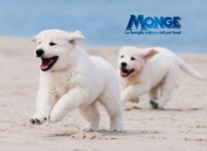Monge vacanze pet friendly