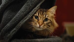 Lovemypets