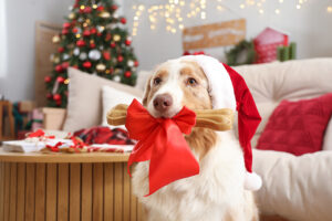 Su Pet B2B di dicembre l'evoluzione del mercato degli snack per cani e gatti