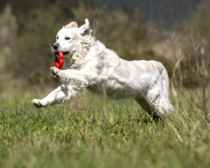 Bamapet Hula Dog