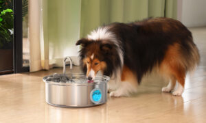 7L fontana per cani