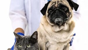 Pet Anatomy
