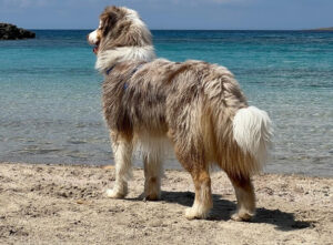Vacanza con i pet